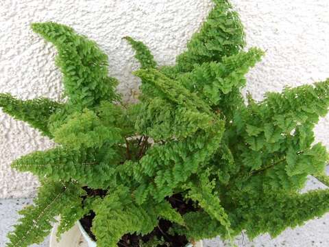 Image of Boston swordfern