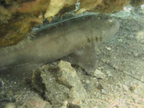 Image of Grey Bamboo Shark