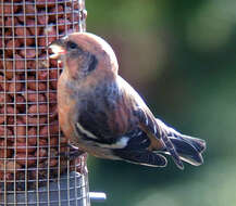 Image of Two-barred Crossbill