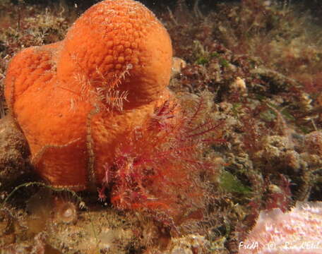 Image of rosy feather-star