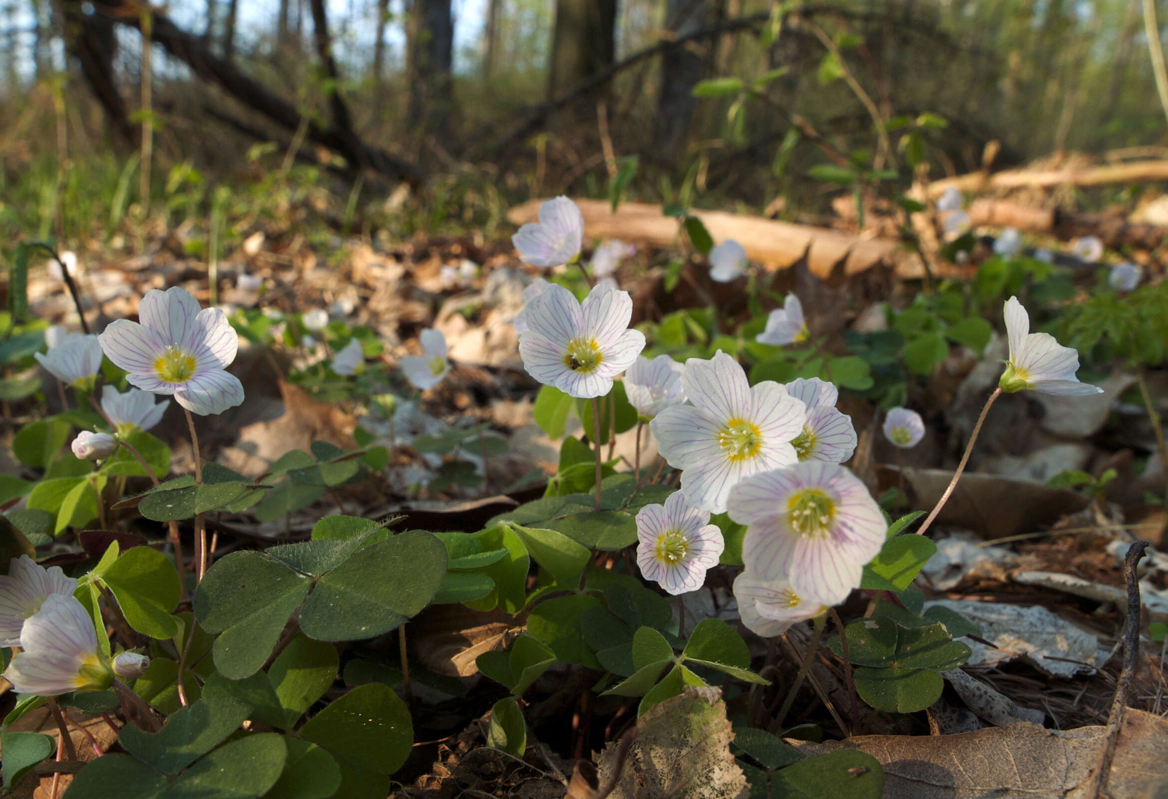 Imagem de Oxalis acetosella L.