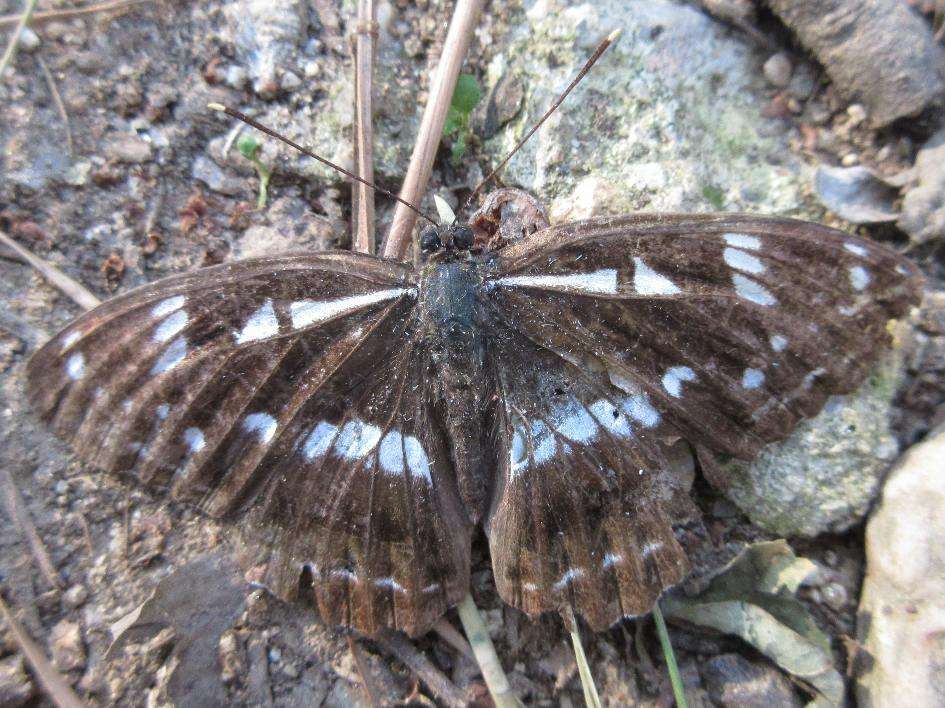 Image of Limenitis helmanni Lederer 1853