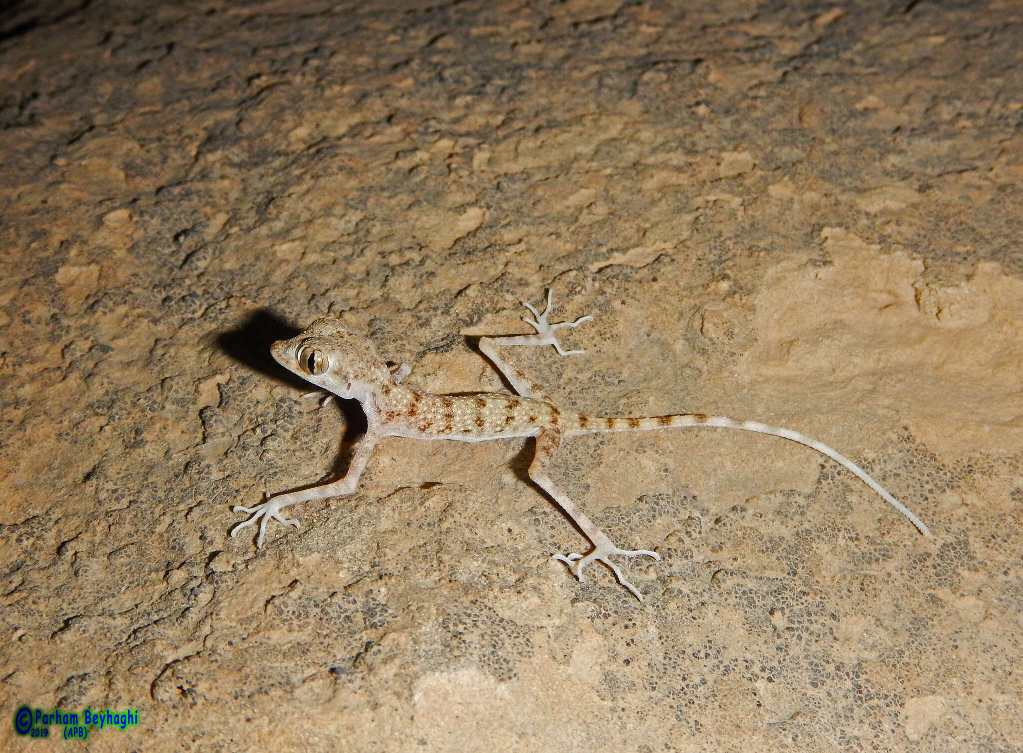 Image of Cyrtopodion kiabii Ahmadzadeh, Flecks, Torki & Böhme 2011