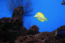 Image of Lemon Sailfin