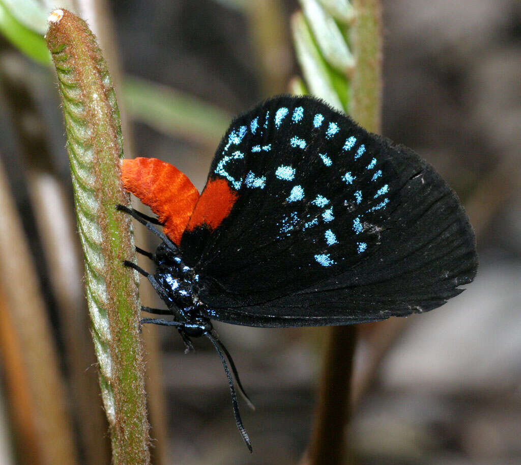 Слика од Eumaeus atala (Poey 1832)