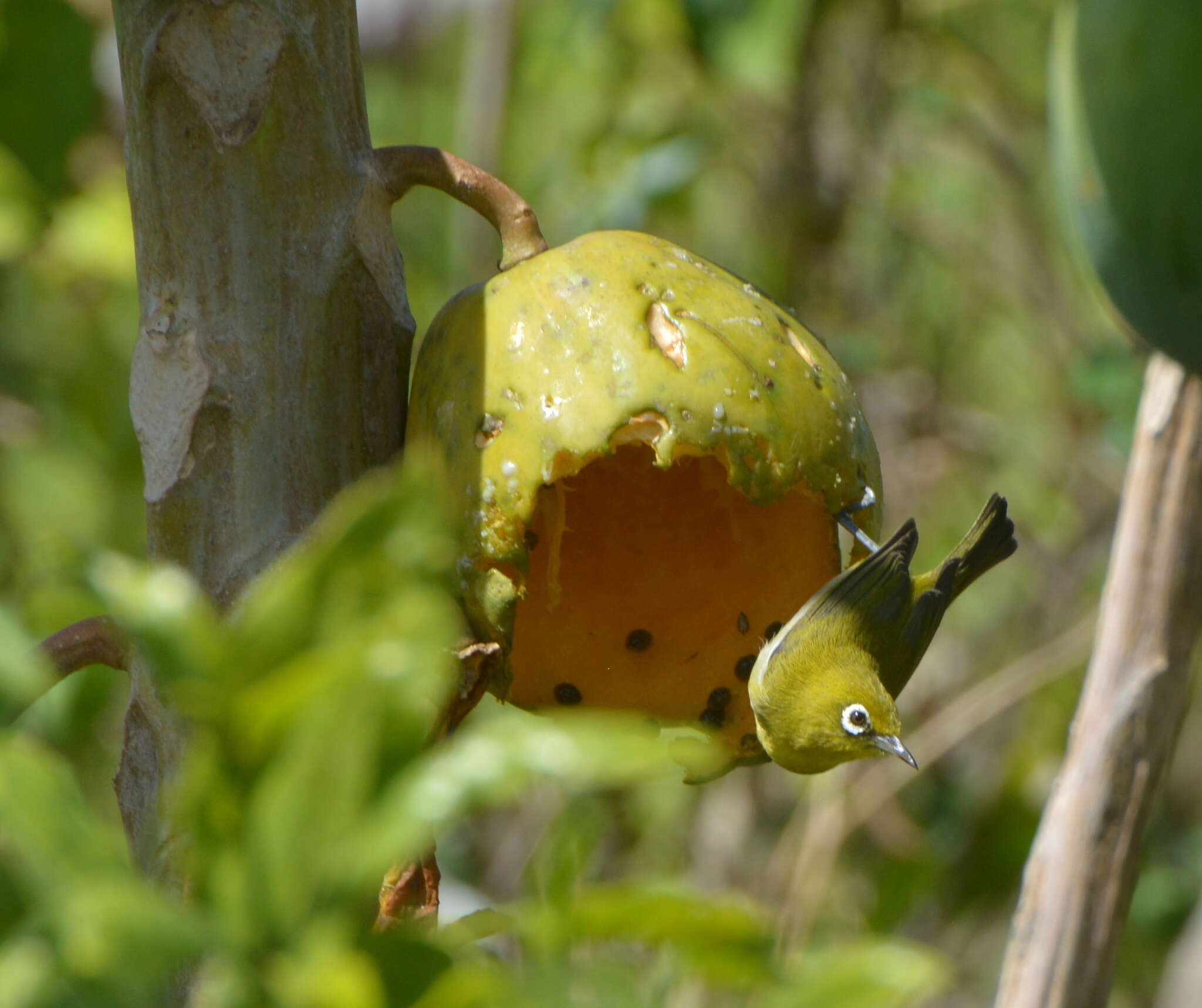 Image of Small Lifou White-eye