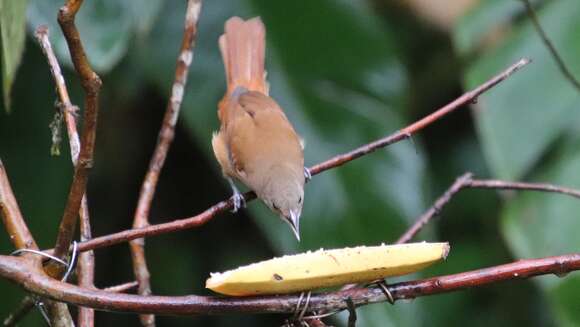 Tachyphonus coronatus (Vieillot 1822)的圖片