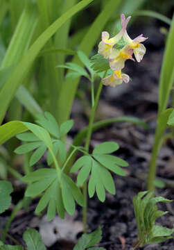 صورة Corydalis hybrida Mikhailova