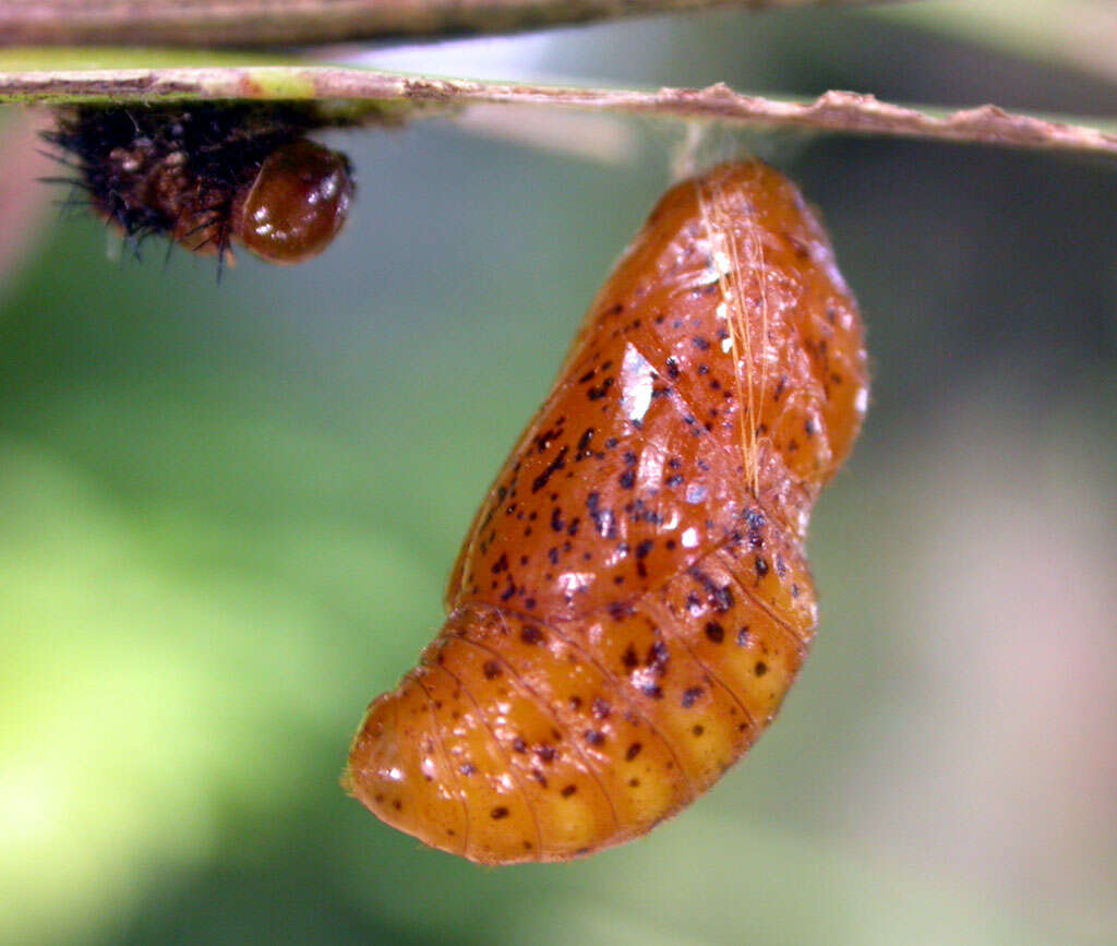 Слика од Eumaeus atala (Poey 1832)