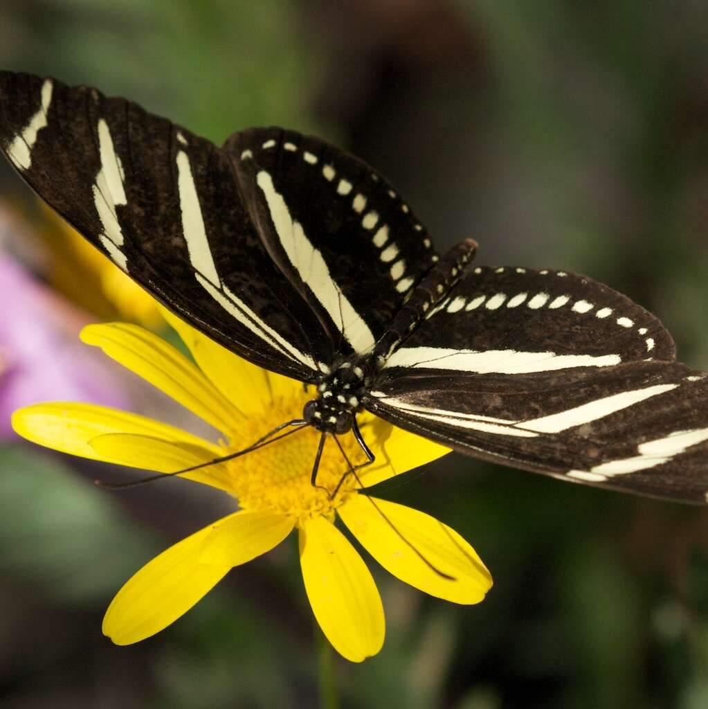 Image of Zebra Longwing