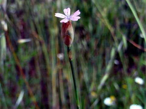 Image of proliferous pink