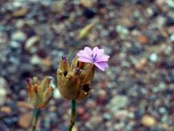 Image of proliferous pink