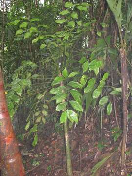 Image of Zamia obliqua A. Braun