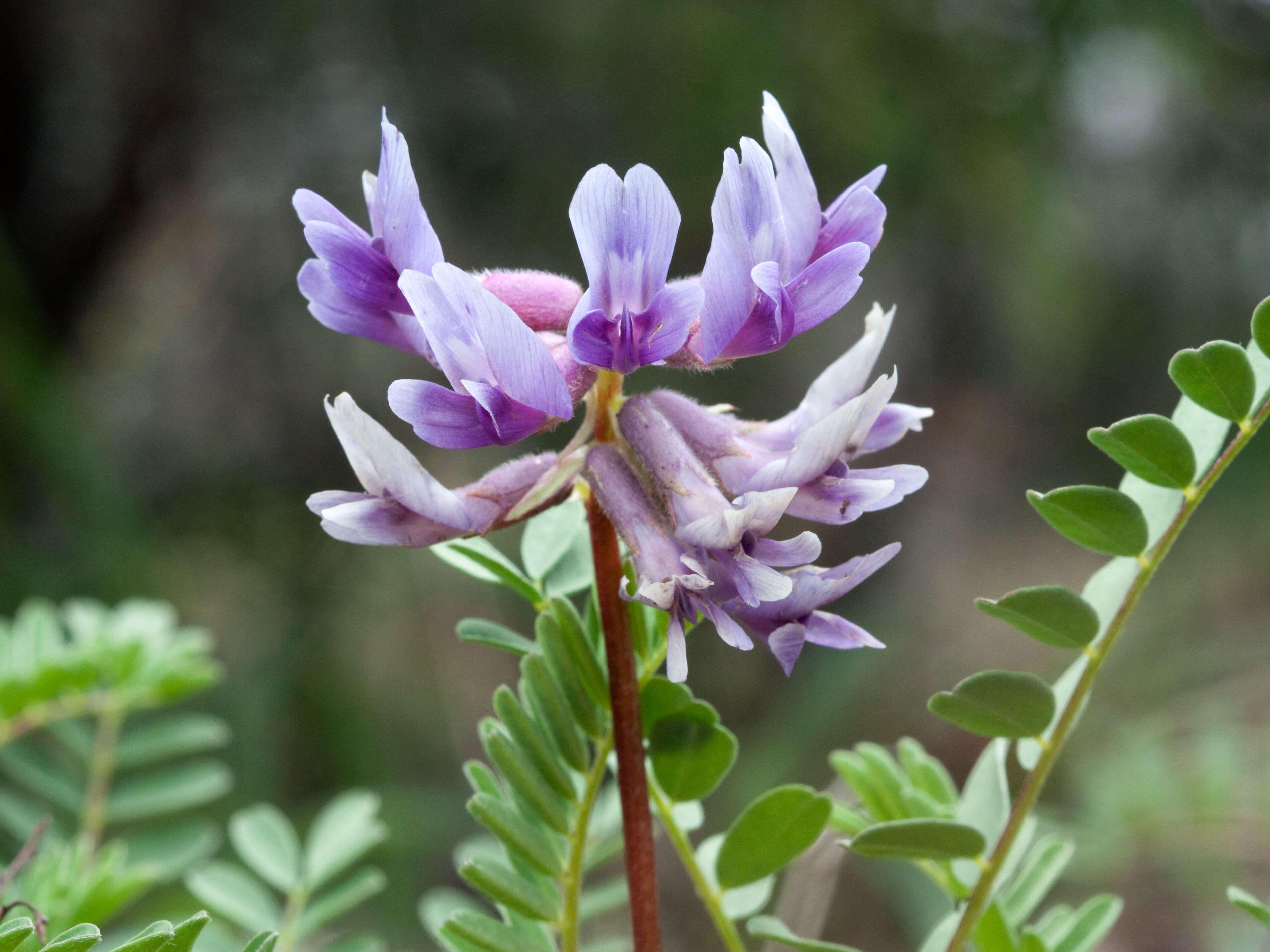 صورة Astragalus bibullatus Barneby & E. L. Bridges