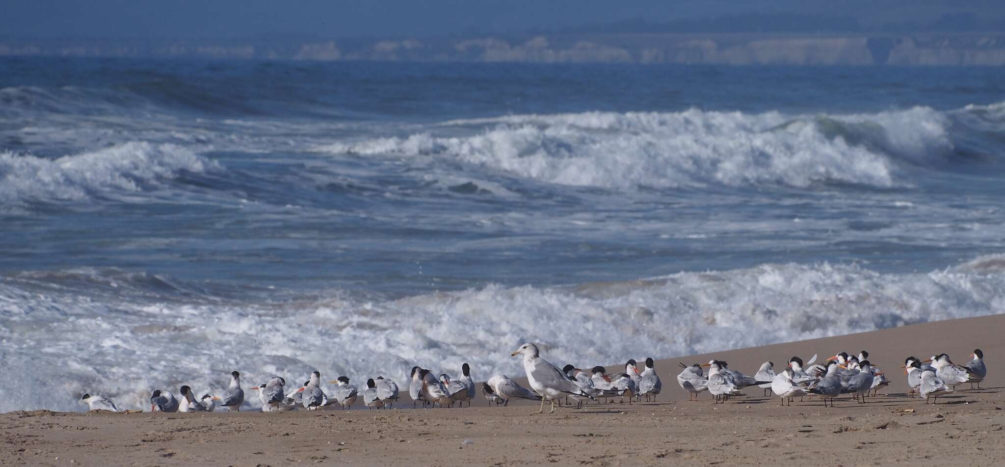 Larus californicus Lawrence 1854 resmi