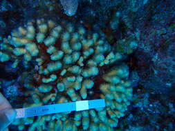 Image of Yellow Pencil Coral