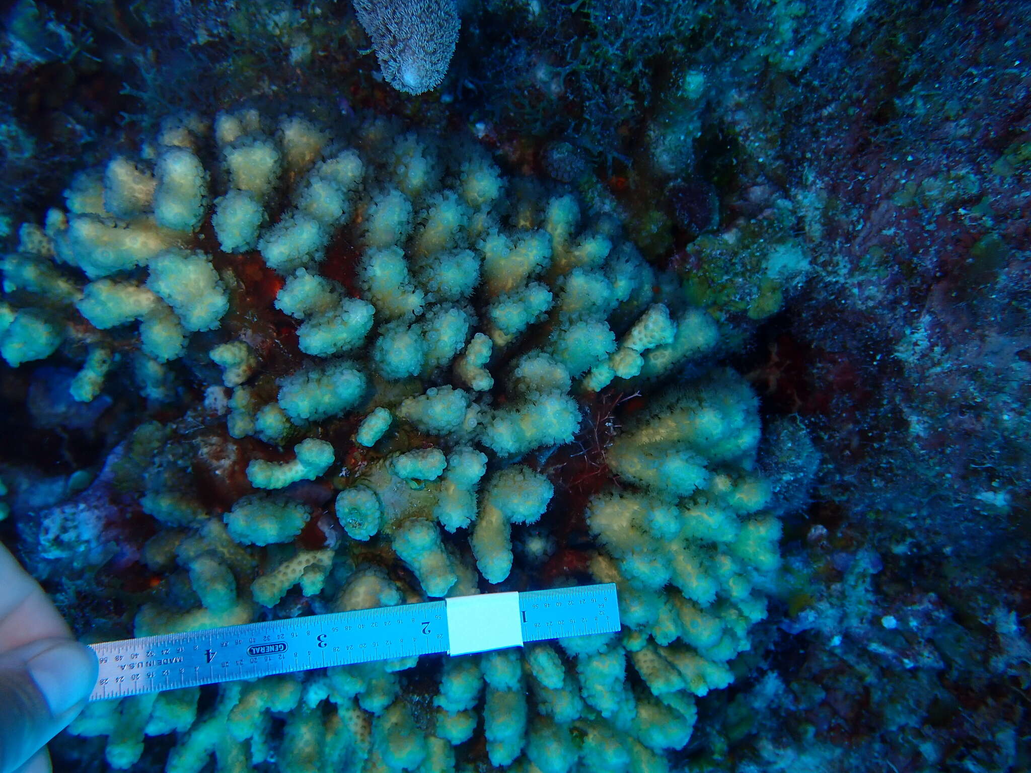 Image of Yellow Pencil Coral