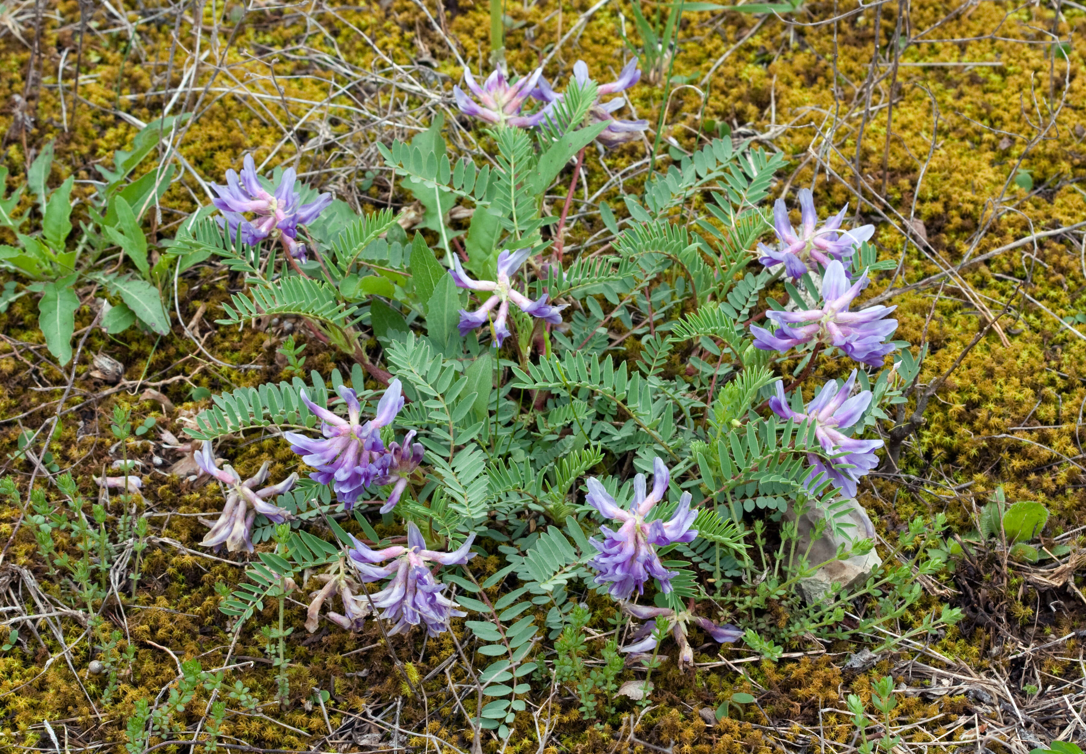 صورة Astragalus bibullatus Barneby & E. L. Bridges