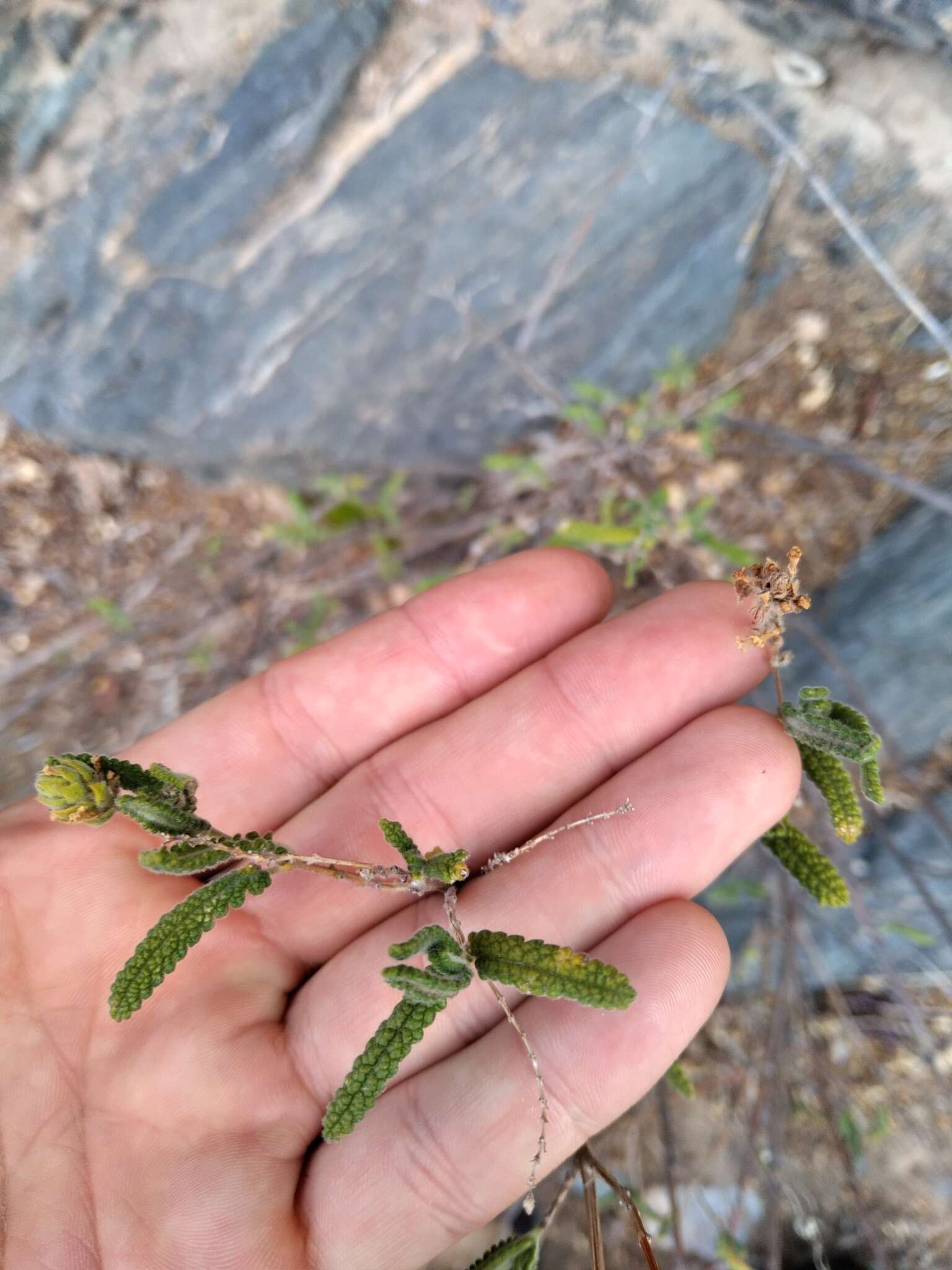 Image of Aloysia castellanosii Moldenke