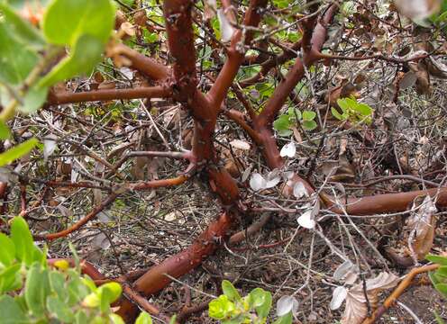 Image of Little Sur manzanita