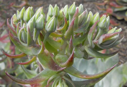 Image of Dudleya brittonii Johansen