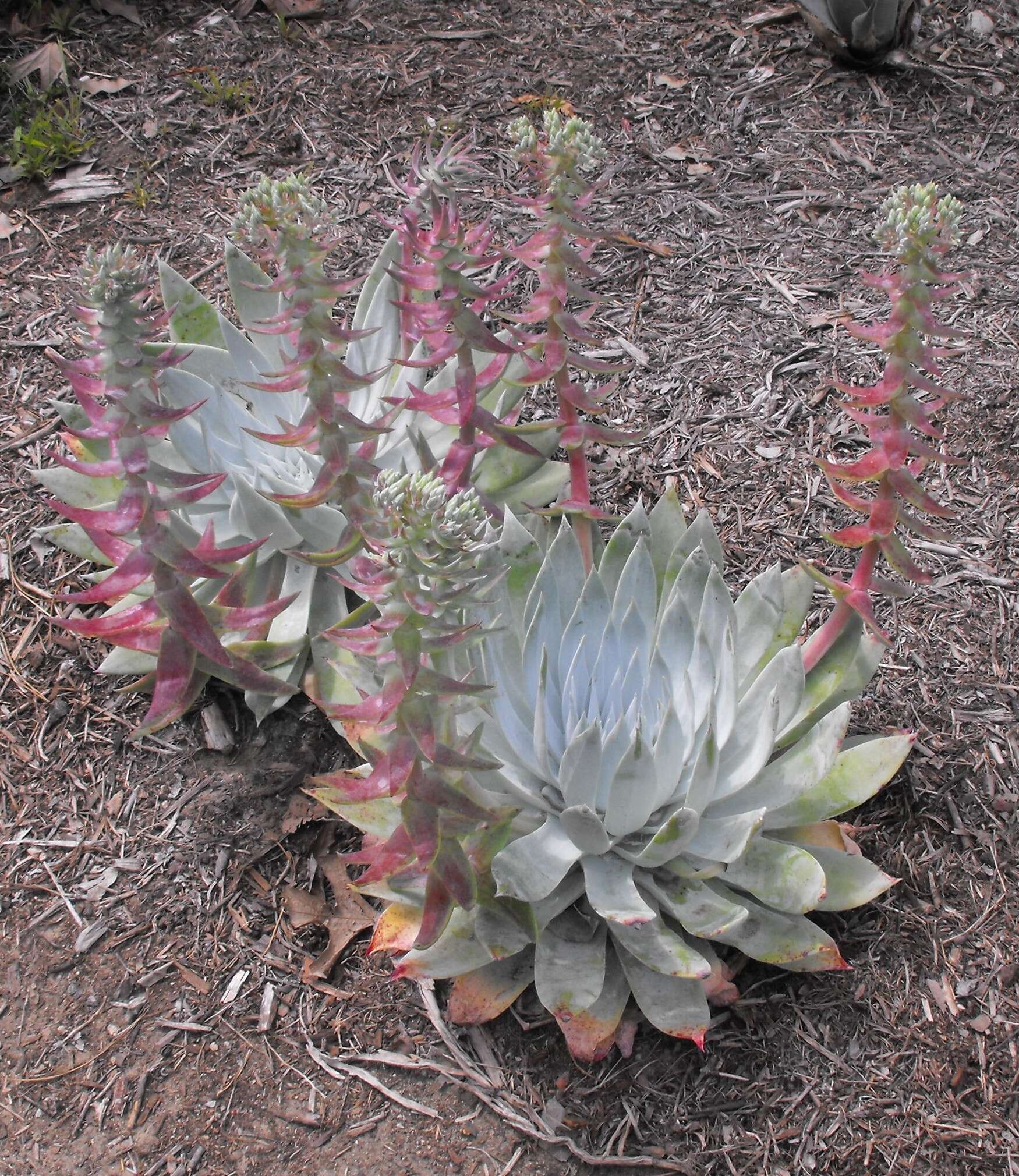 Image of Dudleya brittonii Johansen