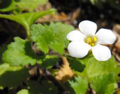 Image of Sutera cordata (Thunb.) Kuntze