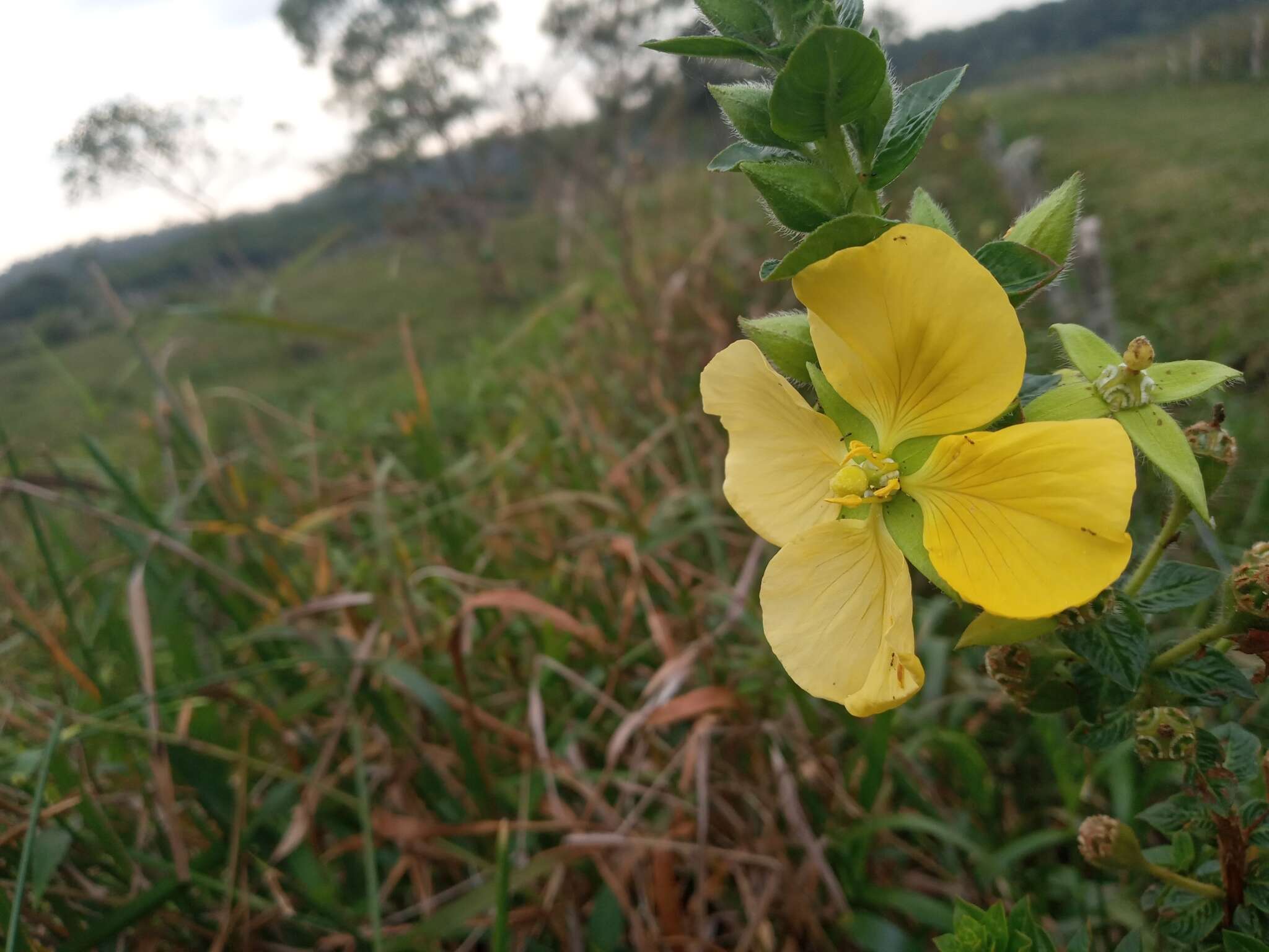 Image de Ludwigia multinervia (Hook. & Arn.) T. P. Ramamoorthy