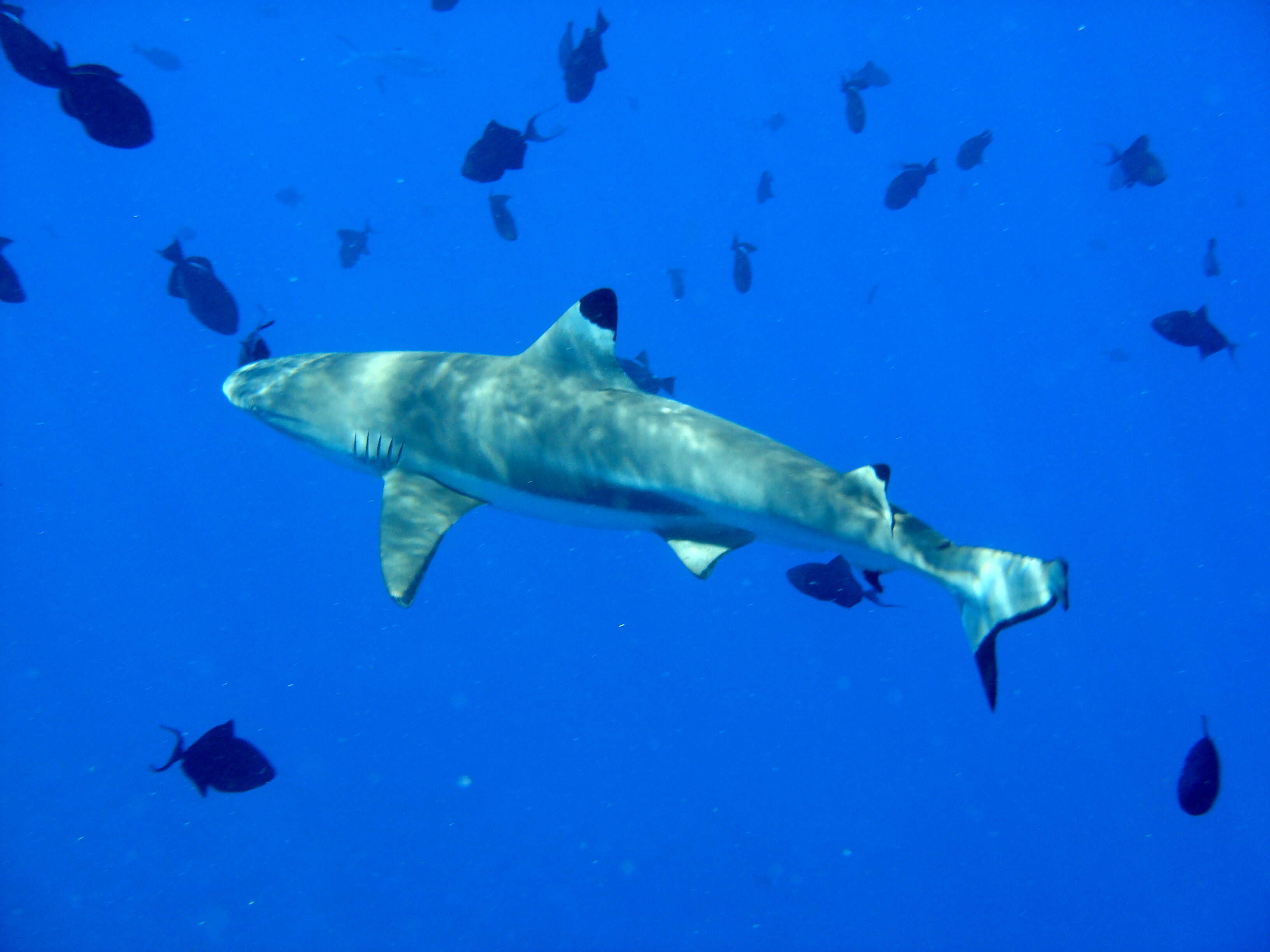 Image of Carcharhinus