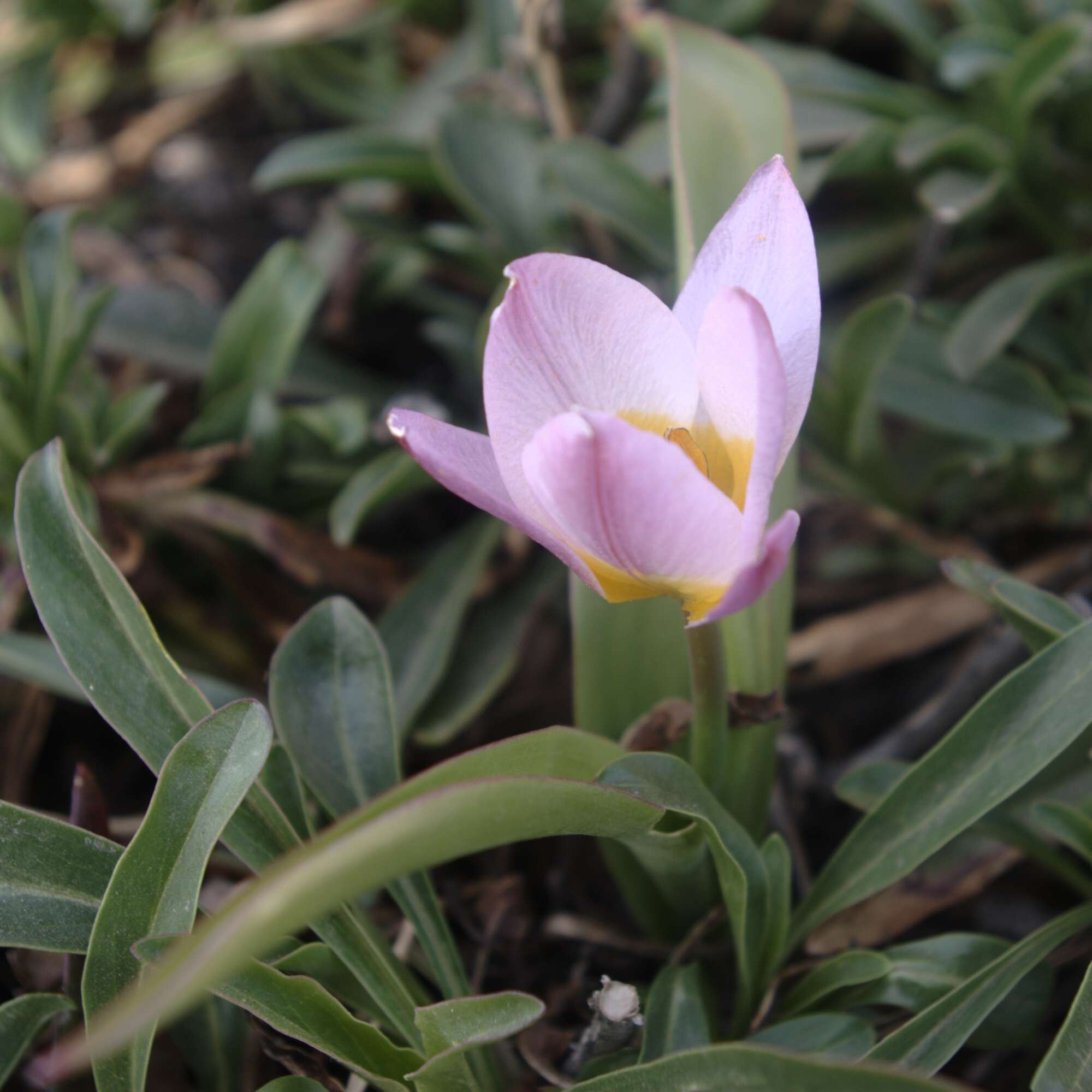 Image de Tulipa saxatilis Sieber ex Spreng.