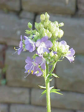 Image de Polemonium foliosissimum A. Gray