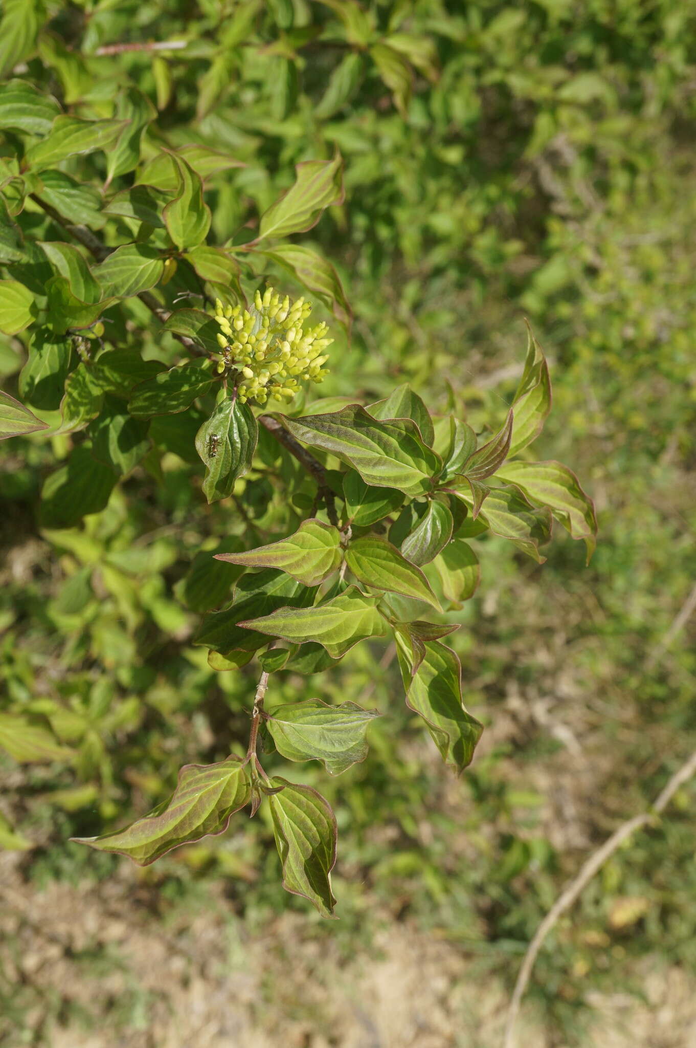 Image of Cornus sanguinea subsp. australis (C. A. Mey.) Jáv.