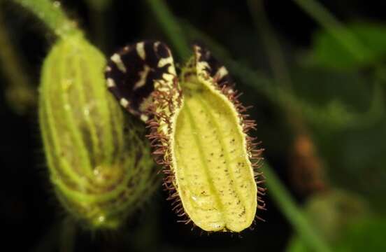 Plancia ëd Aristolochia pilosa Kunth