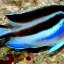 Image of Bellus Lyretail Angelfish