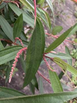 Image of Boehmeria densiflora Hook. & Arn.