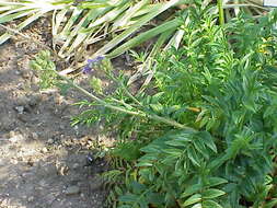 Image de Polemonium foliosissimum A. Gray