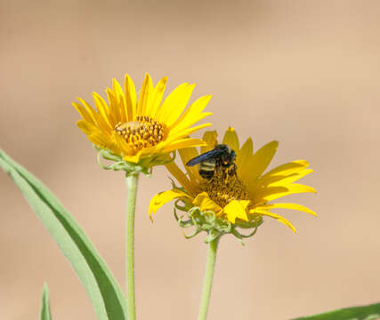 Image of American Bumblebee