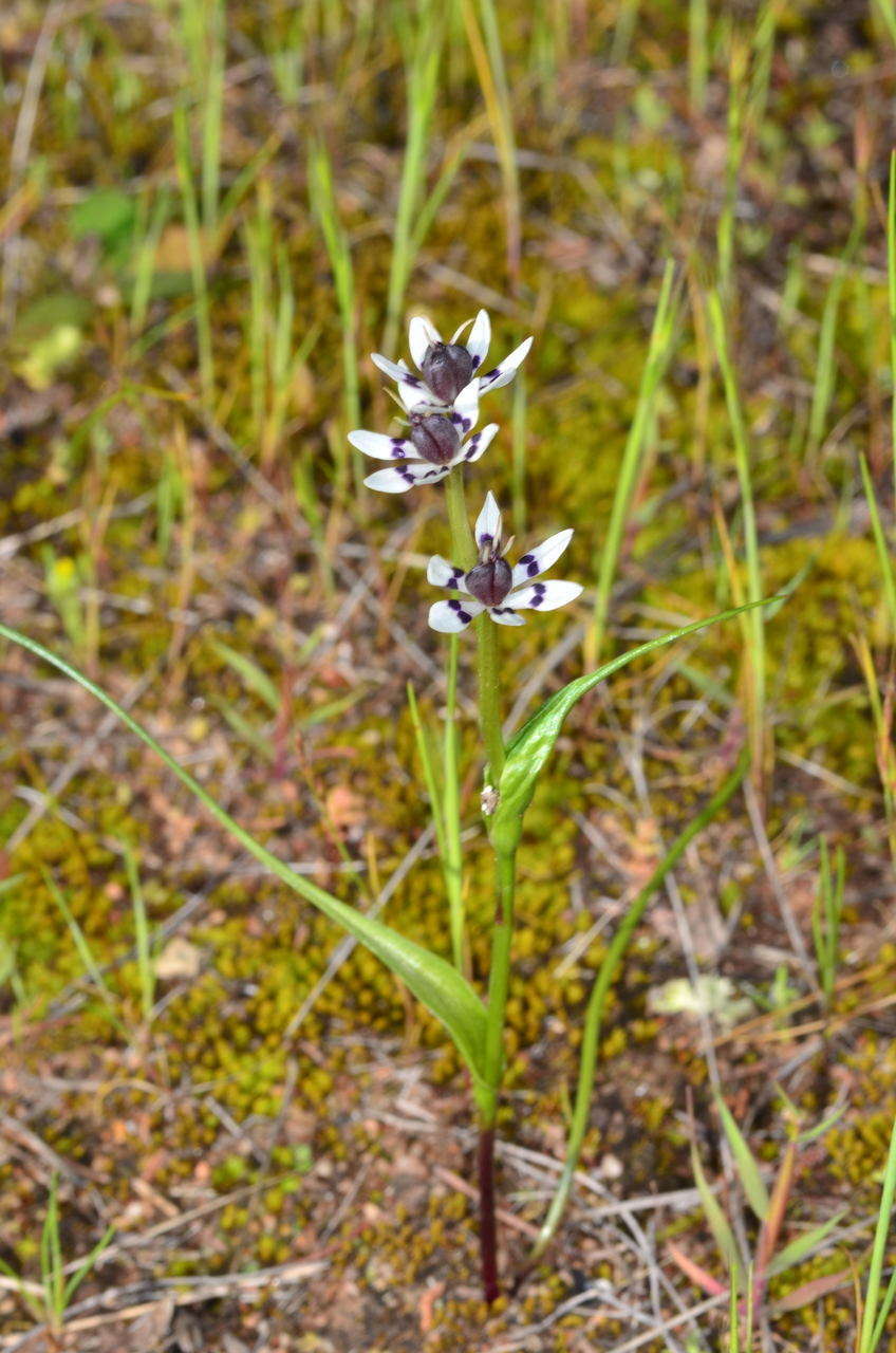 Image of Wurmbea dioica subsp. dioica