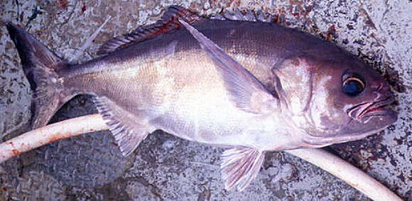 Image of Antarctic butterfish