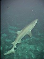 Image of Herbst's Nurse Shark