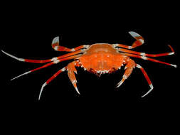 Image of Bathyal swimming crab