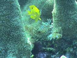 Image of Threespot Damselfish