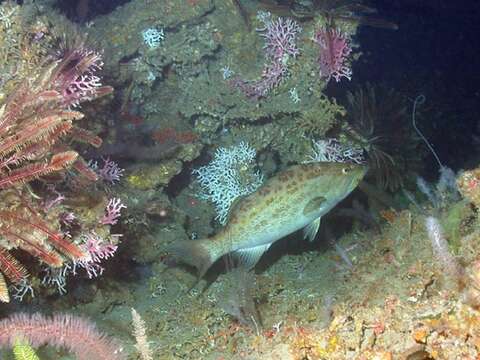 Image of Scamp Grouper