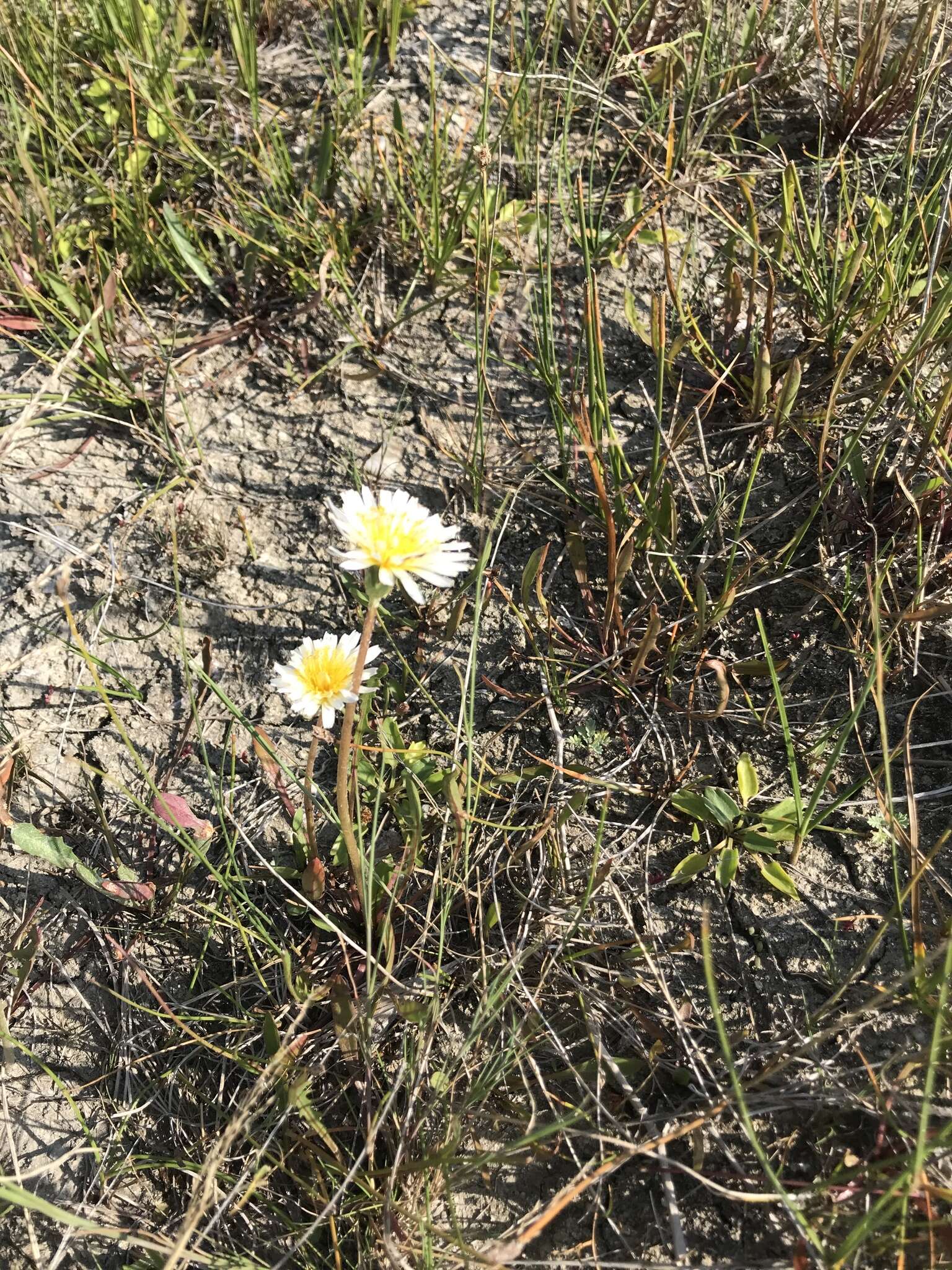 Image of Taraxacum leucanthum (Ledeb.) Ledeb.