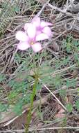 Imagem de Oxalis bifida Thunb.