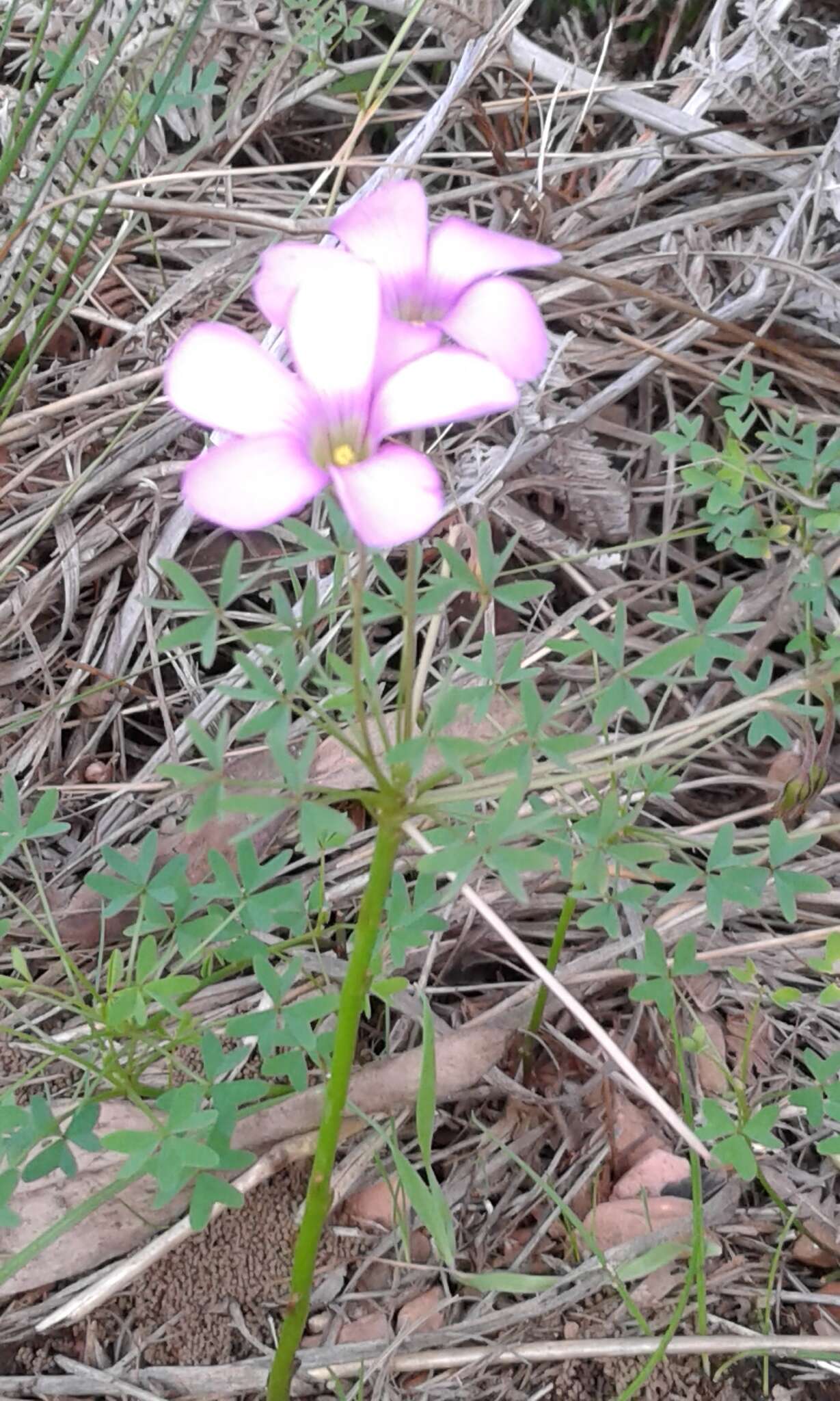 Image of Oxalis bifida Thunb.