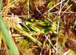 Image of Long-winged Mountain Grasshopper