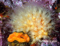 Image of rough-skinned soft coral