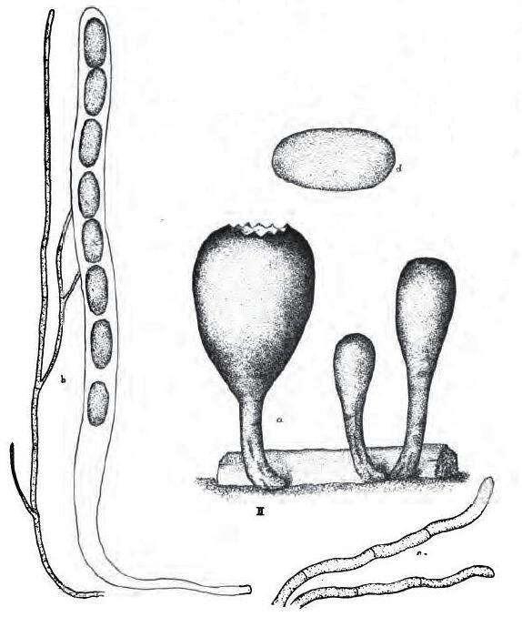 Imagem de Urnula craterium (Schwein.) Fr. 1851