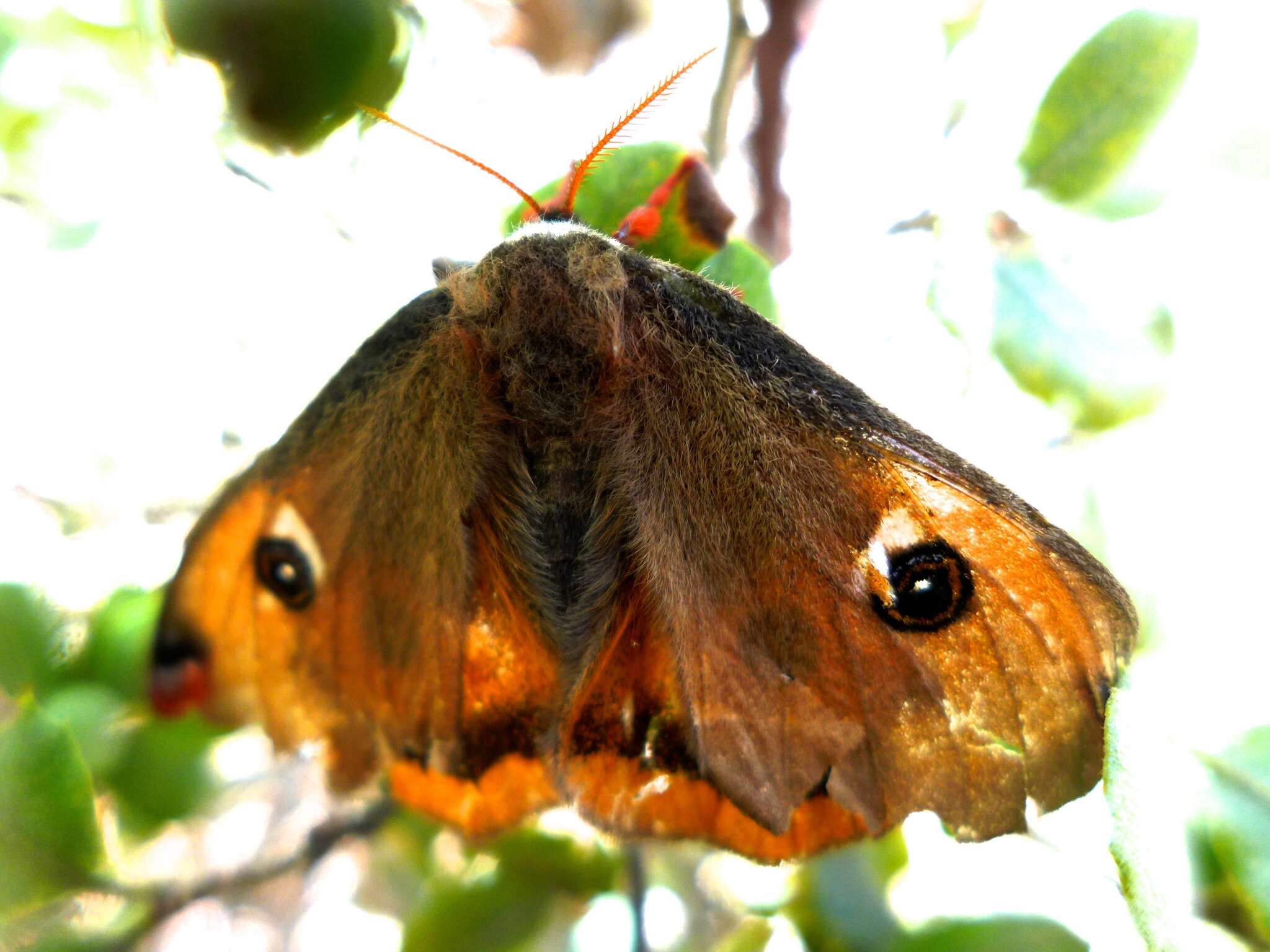 Saturnia mendocino (Behrens 1876)的圖片